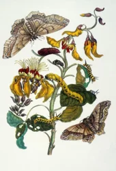 M.S. Merian, Koraalboom en zijderups